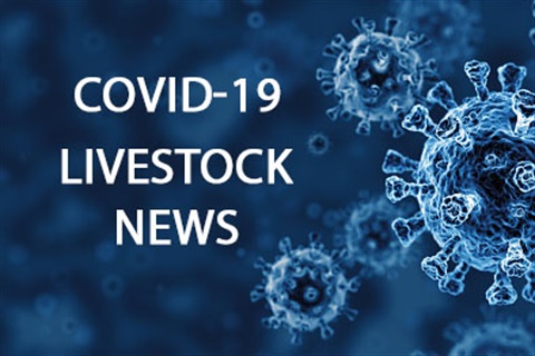 COVID-19 Livestock News