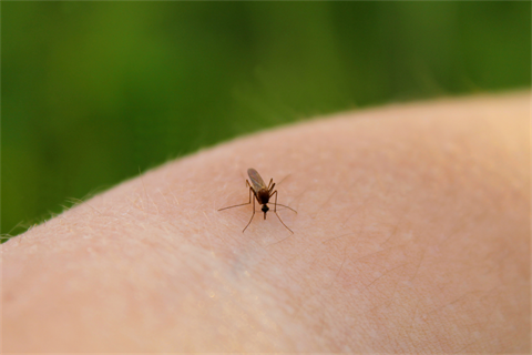 Culex mosquito bite