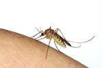 2 Human Cases of West Nile Virus Diagnosed in Weld County