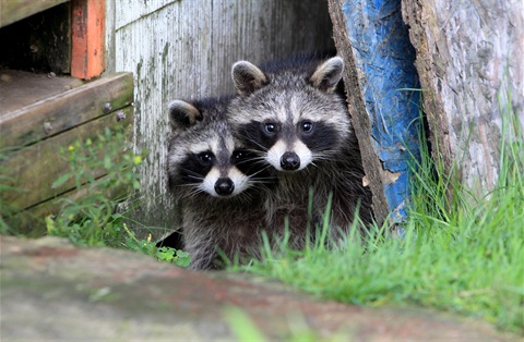 Two baby raccoons