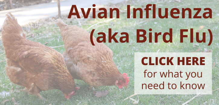 Click here for a bird flu fact sheet