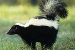 Two skunks test positive for rabies in Weld County