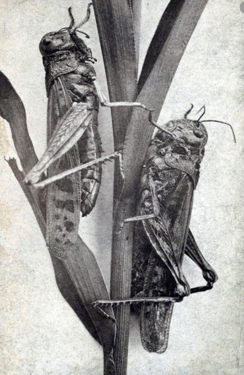 1973 Grasshopper Infestation