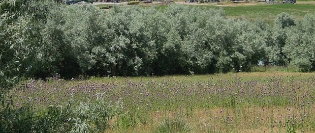 Russian Olive trees and Musk Thistle