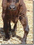 Calf born with crooked legs